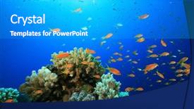  Presentation with tropical reef fish - Slides with customer text concept on green digital world map background background and a ocean colored foreground.