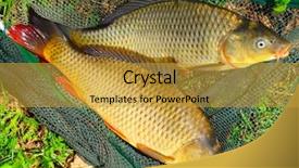  Presentation with fish net - Slides consisting of fish on a landing net background and a gold colored foreground