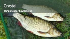  Presentation with fish net - Colorful PPT layouts enhanced with fish-on-a-landing-net backdrop and a tawny brown colored foreground