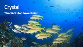  Presentation with fish ocean - Slides enhanced with fish-on-coral-reef-underwater background and a gray colored foreground