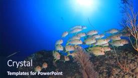  Presentation with coral - Amazing presentation theme having coral reef yellowfin goatfish backdrop and a navy blue colored foreground