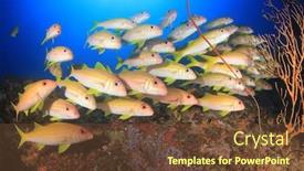  Presentation with coral - Presentation consisting of coral reef yellowfin goatfish background and a tawny brown colored foreground
