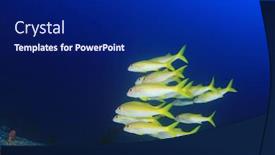  Presentation with coral - Presentation theme with coral reef yellowfin goatfish background and a navy blue colored foreground