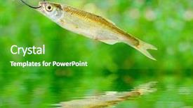  Presentation with fishing - Audience pleasing slides consisting of fish on the fishing hook backdrop and a shamrock green colored foreground