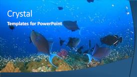  Presentation with coral reef - Audience pleasing slide deck consisting of fish-on-underwater-coral-reef backdrop and a gray colored foreground