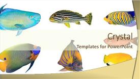  Presentation with tropical reef fish - PPT theme consisting of fish on white background parrotfish background and a cream colored foreground