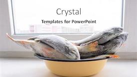  Presentation with frozen fish - Beautiful presentation theme featuring fish perch frozen object backdrop and a white colored foreground