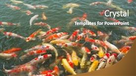  Presentation with koi fish from japan - Cool new presentation theme with fish plant culture - japan koi carp in koi backdrop and a gray colored foreground