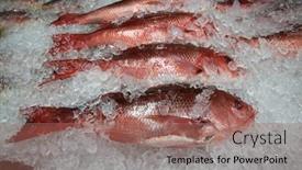  Presentation with fish people - Presentation theme consisting of fish-red-snapper-fresh-caught background and a coral colored foreground
