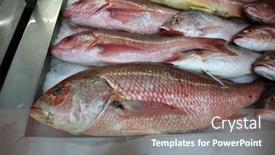  Presentation with fish people - PPT layouts enhanced with fish-red-snapper-fresh-caught background and a  colored foreground