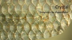  Presentation with fish scales - Presentation theme featuring fish scales - close up background and a coral colored foreground
