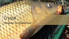  Presentation with fish scales - Colorful theme enhanced with fish scales - common carp cyprinus carpio head backdrop and a yellow colored foreground