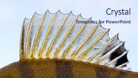  Presentation with punk - Slides consisting of fish scales - dorsal fin of a perch background and a sky blue colored foreground