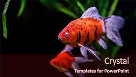  Presentation with goldfish - Presentation theme consisting of fish scales - goldfish carassius auratus auratus swimming background and a wine colored foreground