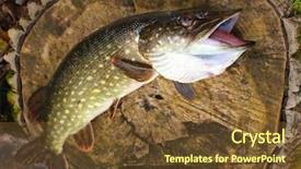  Presentation with europe history - Beautiful presentation featuring fish scales - northern pike esox lucius have backdrop and a tawny brown colored foreground