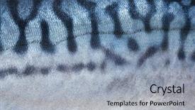  Presentation with fish scales - PPT theme with fish scales - texture of mackerel background and a light gray colored foreground
