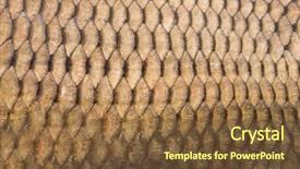  Presentation with fish scales - Audience pleasing slide set consisting of fish scales background close up backdrop and a  colored foreground