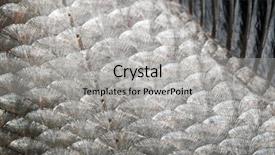 Presentation with fish scales - Colorful slides enhanced with fish scales background backdrop and a light gray colored foreground