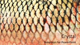  Presentation with fish scales - Audience pleasing presentation theme consisting of fish scales carp texture backdrop and a coral colored foreground