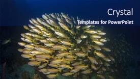  Presentation with fish ocean - Slide set enhanced with fish school bigeye snappers yellow fish blue ocean background background and a navy blue colored foreground