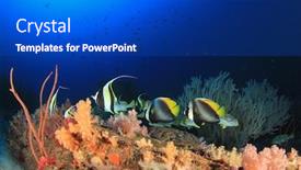  Presentation with fish ocean - Colorful PPT theme enhanced with fish-school-coral-reef-underwater backdrop and a cobalt blue colored foreground
