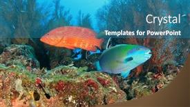 Presentation with fish ocean - Presentation featuring fish school coral reef underwater in ocean background and a teal colored foreground