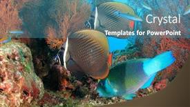  Presentation with fish ocean - Presentation theme enhanced with fish-school-coral-reef-underwater background and a teal colored foreground