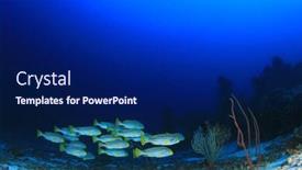  Presentation with fish ocean - Presentation having fish-school-coral-reef-underwater background and a navy blue colored foreground