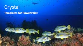  Presentation with fish ocean - Colorful slides enhanced with fish-school-coral-reef-underwater backdrop and a gray colored foreground