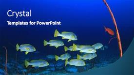  Presentation with fish ocean - Colorful presentation theme enhanced with fish school coral reef underwater in ocean backdrop and a dark gray colored foreground