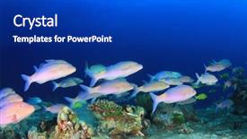  Presentation with tuna fish underwater in ocean - Colorful slide deck enhanced with fish school goatfish and coral backdrop and a royal blue colored foreground
