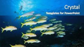  Presentation with fish ocean - Theme having fish school goatfish and coral background and a teal colored foreground