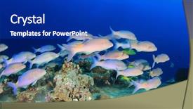  Presentation with coral reef - Amazing slide deck having fish school goatfish and coral backdrop and a royal blue colored foreground