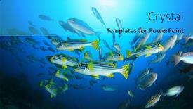  Presentation with fish ocean - Cool new slide set with fish-school-in-ocean-crescent backdrop and a cyan colored foreground