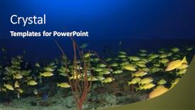  Presentation with fish ocean - Beautiful presentation theme featuring fish-school-in-ocean backdrop and a dark gray colored foreground