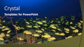  Presentation with fish ocean - PPT theme enhanced with fish-school-in-ocean background and a navy blue colored foreground