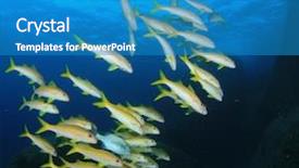  Presentation with fish ocean - Theme enhanced with fish school in ocean background and a teal colored foreground