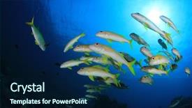  Presentation with tuna fish underwater in ocean - Audience pleasing theme consisting of fish school on coral reef backdrop and a navy blue colored foreground