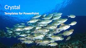  Presentation with aquatic - Beautiful presentation theme featuring fish school on underwater coral backdrop and a teal colored foreground