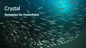  Presentation with fish ocean - Slide deck having fish school shoal in blue ocean underwater barracudas background and a ocean colored foreground