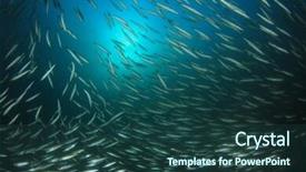  Presentation with fish ocean - Audience pleasing PPT theme consisting of fish school shoal in blue ocean underwater barracudas backdrop and a tawny brown colored foreground