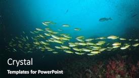  Presentation with coral reef - Slides featuring fish-school-underwater-coral-reef background and a black colored foreground
