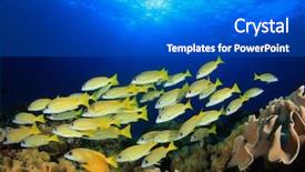  Presentation with fish ocean - Audience pleasing slide set consisting of fish school underwater coral reef in ocean backdrop and a dark gray colored foreground