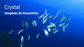  Presentation with fish ocean - Colorful slides enhanced with fish-school-underwater-in-ocean backdrop and a cobalt blue colored foreground