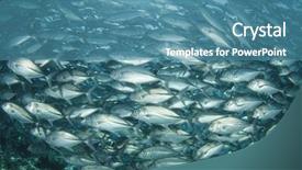  Presentation with tuna fish underwater in ocean - Beautiful presentation theme featuring pulmo - fish school underwater trevally backdrop and a teal colored foreground