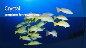  Presentation with fish ocean - Amazing PPT layouts having fish school yellow snappers and goatfish in ocean backdrop and a cobalt blue colored foreground