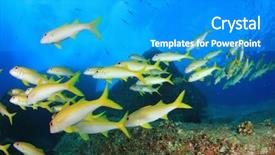  Presentation with fish ocean - PPT theme consisting of fish school yellow snappers and goatfish in ocean background and a teal colored foreground