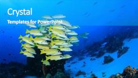  Presentation with fish ocean - Theme with fish school yellow snappers and goatfish in ocean background and a teal colored foreground