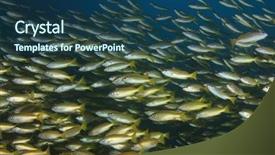  Presentation with fish ocean - Beautiful PPT layouts featuring fish school yellow snappers and goatfish in ocean backdrop and a ocean colored foreground