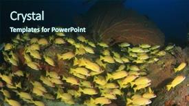  Presentation with fish ocean - PPT layouts with fish shoal in ocean snapper background and a navy blue colored foreground